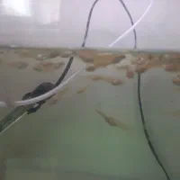 فروش بچه ماهی گوپی|ماهی|ملایر, |دیوار