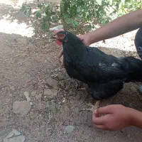 دو عدد مرغ کاملا سیاه
