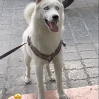 هاسکی ماده سفید گمشده