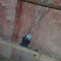 کبوتر صدا کن پر