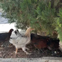 نیمچه برهما|حیوانات مزرعه|اصفهان, جلفا|دیوار