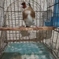 جوجه سهره نر|پرنده|ارومیه, |دیوار