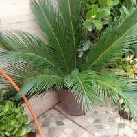فروش گل طبیعی|گل و گیاه طبیعی|لاهیجان, آهندان|دیوار