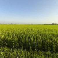 5 هزار متر زمین شالیزاری قیمت مناسب