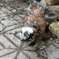 نیمچه مرغ لهستانی
