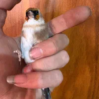 سهره چونه سفید