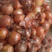 پیاز درجه یک