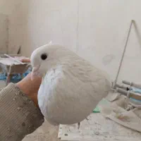 کفتر یا کبوتر|پرنده|قلعه نو, |دیوار