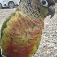 طوطی گرین چیک گمشده