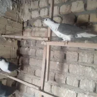 کبوتر درپرنده|پرنده|قم, وادی السلام|دیوار