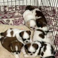 سگ شیتزو فلت اصل ۲ تومن معاوضه با عروس هلندی|سگ|زنجان, |دیوار