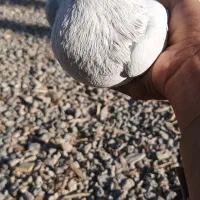 کفتر خال سرخ|پرنده|خاش, |دیوار