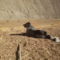 واگذاری توله سگ قهدرجونی هرکس شرایط نگهداری دارد