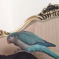 طوطی راهب سخنگو|پرنده|کرمانشاه, |دیوار