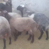 قوچوبره نر مهربان اصیل|حیوانات مزرعه|شیرین‌سو, |دیوار