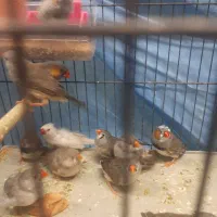 فنج گینگ|پرنده|تاکستان, |دیوار