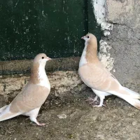 کبوتر ساده زرد