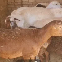 فروش گوسفند|حیوانات مزرعه|یزد, |دیوار