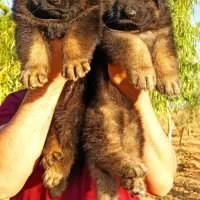 سگ روتوایلر.مالینویز.ژرمن.توله وبالغ نگهبان