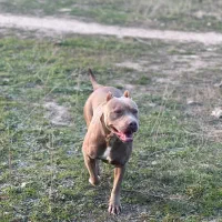 فروش سگ پیت پول