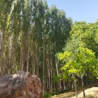 فروش چوب سپیدار