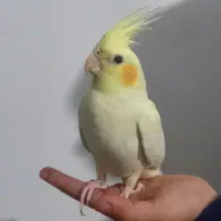 عروس هلندی سه ماهه