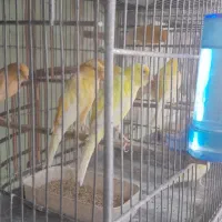 قناری سفید طلایی پرتقالی