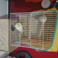 عروس هلندی جفت مولد