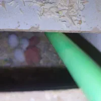 طوطی برزیلی|پرنده|بندر امام خمینی, |دیوار