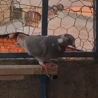 کفتر پلاکی شهرستانی  دورگ مسافتی|پرنده|پاکدشت, پاکدشت (مامازند)|دیوار