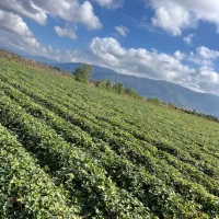 نهال توت فرنگی