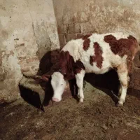 گوساله ماده