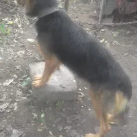 واگذاری سگ شولاین