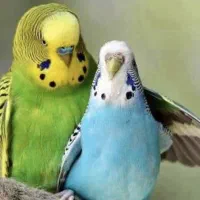 فروش فوری مرغ عشق