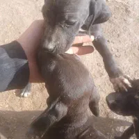 توله ۲ ماهه آلمان نرو ماده