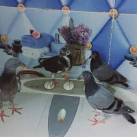 کبوتر|پرنده|باوی, |دیوار