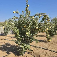 خدمات باغبانی سم پاشی هرس