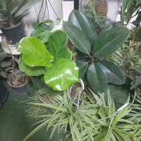 انواع گل آپارتمانی فقط و فقط ۱۰۰تومن|گل و گیاه طبیعی|نسیم‌شهر, |دیوار