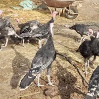 بوقلمون نر|حیوانات مزرعه|خوی, |دیوار