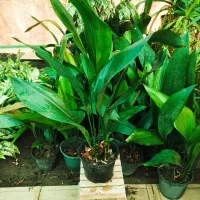 برگ عبایی ،گل وگیاه آپارتمانی