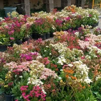 باغبانی حرفه ای -از مشاوره تا اجرای کامل|خدمات باغبانی و درختکاری|مشهد, سجاد شهر|دیوار