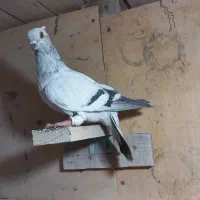 پرنده کفتر کبوتر شامی ماده