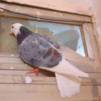 ماده شازده هفرنگ شب مونده|پرنده|زابل, |دیوار