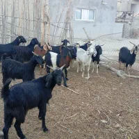 ده تا بز جوان. آبست دو دندان به فروش میرسد|حیوانات مزرعه|آشخانه, |دیوار