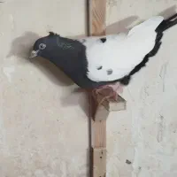 کبوتر|پرنده|گلمکان, |دیوار