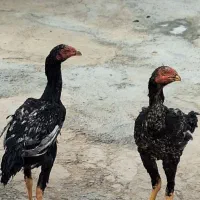 ۳تا خروس  لاری جوان نژاد دار