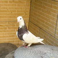 کبوتر کفتر طوقی نر