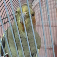 یک جفت عروس هلندی جوان