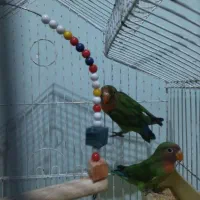 طوطی برزیلی جفت