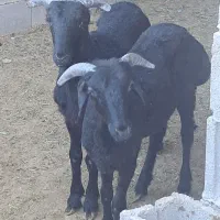 ۸ راس بره نر عروسک|حیوانات مزرعه|داراب, |دیوار